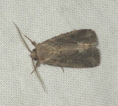 Spodoptera depravata