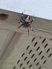 Neoscona domiciliorum