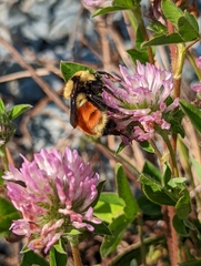 Bombus huntii