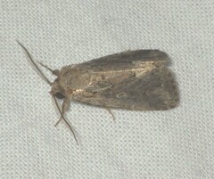 Spodoptera depravata