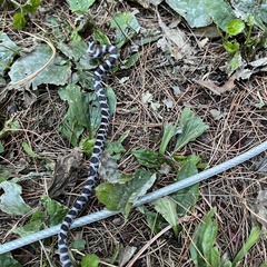 Lampropeltis triangulum