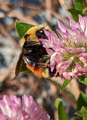 Bombus huntii