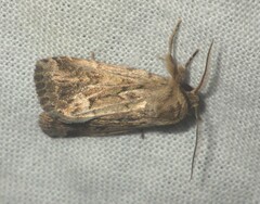 Spodoptera depravata