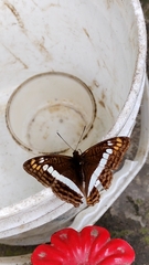 Adelpha alala