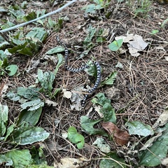 Lampropeltis triangulum