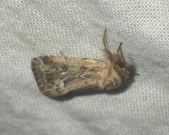 Spodoptera depravata