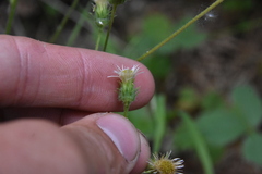 Erigeron acris