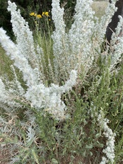 Krascheninnikovia lanata