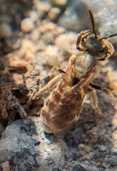 Halictus tripartitus