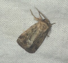 Spodoptera depravata