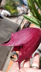 Stapelia leendertziae