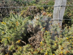 Tetranychus lintearius