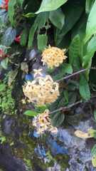 Ixora