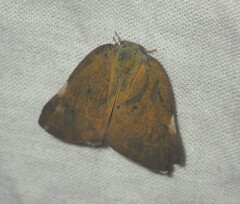 Ricania sublimata