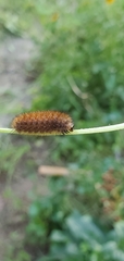 Phragmatobia fuliginosa
