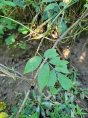 Sambucus canadensis