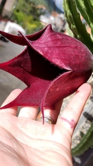 Stapelia leendertziae