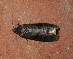 Cryptaspasma