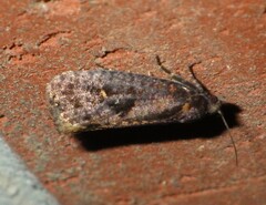 Cryptaspasma