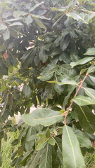 Laurus nobilis
