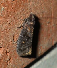 Cryptaspasma