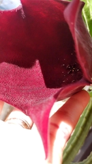 Stapelia leendertziae