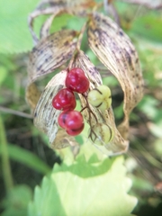Maianthemum stellatum