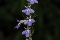 Lobelia nuttallii