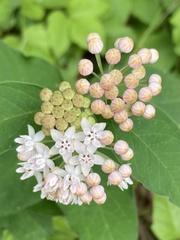Asclepias quadrifolia