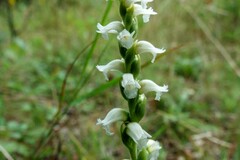 Spiranthes ochroleuca