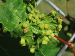 Daktulosphaira vitifoliae