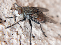 Tachininae