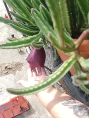 Stapelia leendertziae
