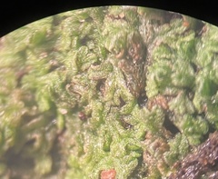 Riccia huebeneriana