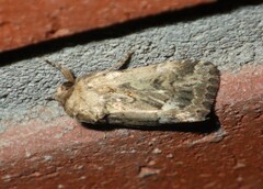 Spodoptera depravata