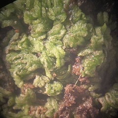 Riccia huebeneriana