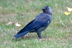 Corvus monedula