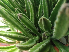 Stapelia leendertziae