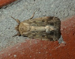 Spodoptera depravata