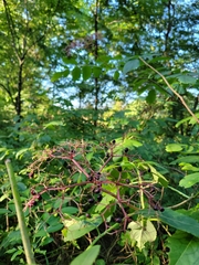 Sambucus canadensis