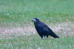 Corvus frugilegus