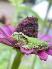 Hyla japonica