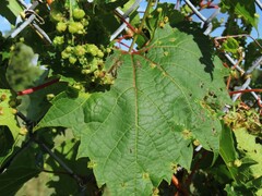 Daktulosphaira vitifoliae