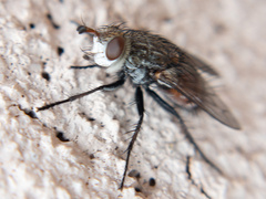 Tachininae