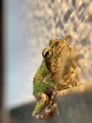 Hyla japonica