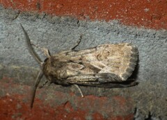 Spodoptera depravata