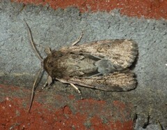 Spodoptera depravata