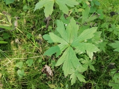 Anemonastrum canadense