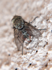 Tachininae