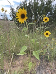 Helianthus petiolaris